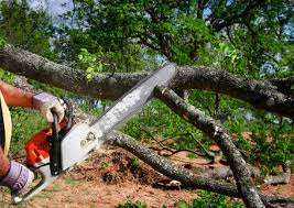 How Our Tree Care Process Works  in  Mount Hope, NJ